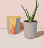 modern sprout bamboo grow kit, aloe