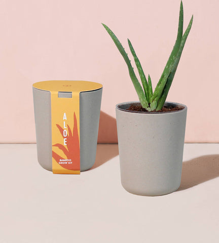 modern sprout bamboo grow kit, aloe