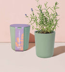 modern sprout bamboo grow kit, lavender