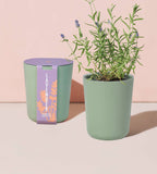 modern sprout bamboo grow kit, lavender