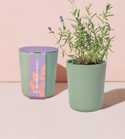 modern sprout bamboo grow kit, lavender
