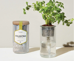 modern sprout eco planter herb kit, cilantro is great for indoor gardening. Certified Organic Seeds included