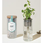 modern sprout eco planter herb kit, mint is great for indoor gardening. Certified Organic Seeds included