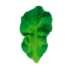oli & carol, kendall the kale
