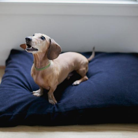 savvy doggy small black solid latex dog bed